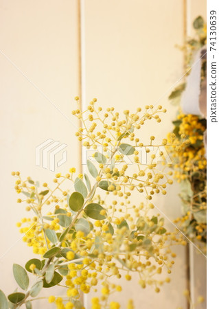 Mimosa wreath and mimosa 74130639