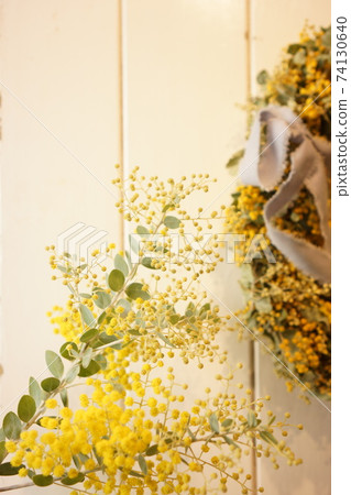 Mimosa wreath and mimosa Mimosa wreath and mimosa 74130640