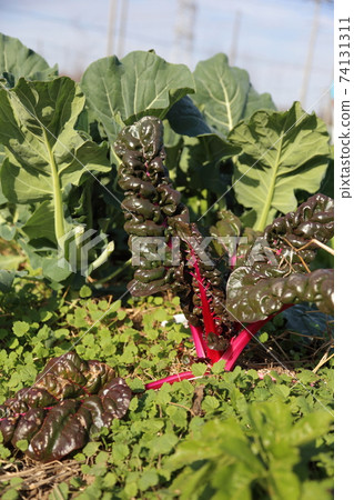 瑞士甜菜 瑞士甜菜 74131311