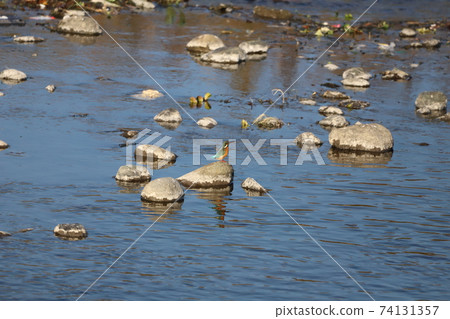 Kingfishes on a stone 74131357