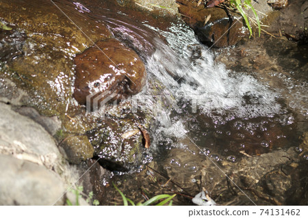 A stream flowing vigorously A stream flowing vigorously 74131462