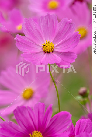 Cosmos field autumn image 74131805