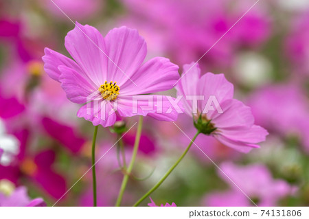 Cosmos field autumn image 74131806