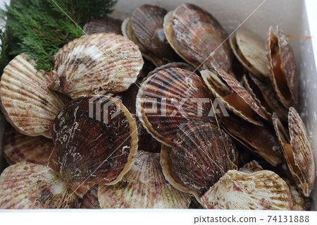 北海道扇貝三歲貝類 北海道扇貝三歲貝類 74131888