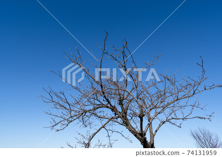 Cherry trees and branch tips waiting for spring under the blue sky a-1 74131959