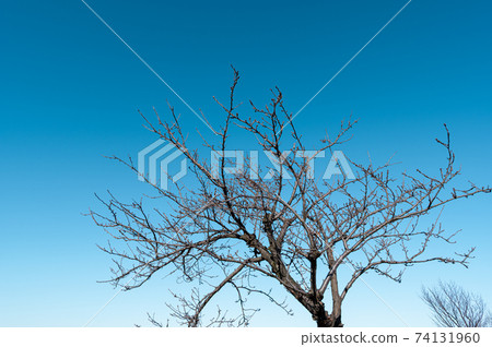 Cherry trees and branch tips waiting for spring under the blue sky a-2 Light tone 74131960