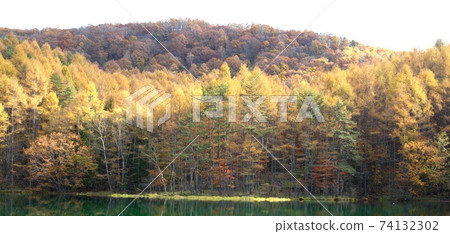 Autumn leaves of Shark pond 74132302