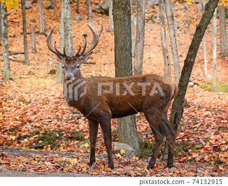 Powerful adult red deer stag in autumn forest. Powerful adult red deer stag in autumn forest. 74132915