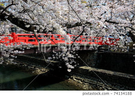 Spring Suimon River 68 (Ogaki City, Gifu Prefecture) 74134188