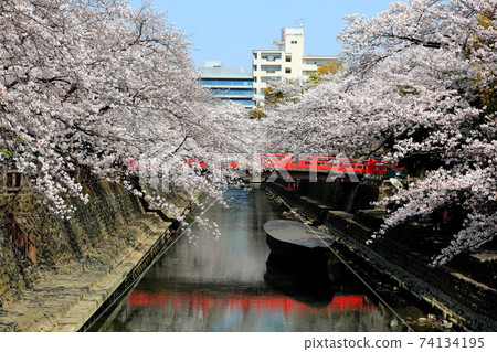 Spring Suimon River 75 (Ogaki City, Gifu Prefecture) Spring Suimon River 75 (Ogaki City, Gifu Prefecture) 74134195