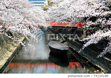 Spring Suimon River 76 (Ogaki City, Gifu Prefecture) 74134196