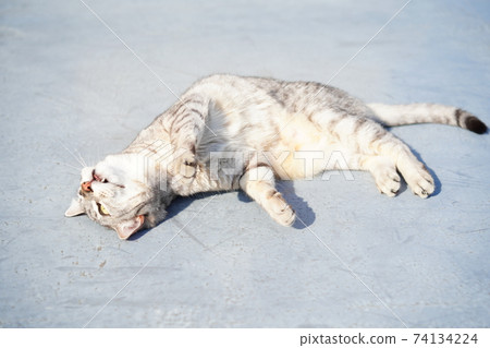 埃及的Mau放下了 埃及的Mau放下了 74134224