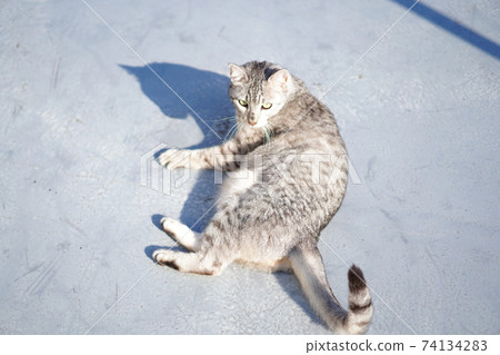 Walking Egyptian Mau 74134283