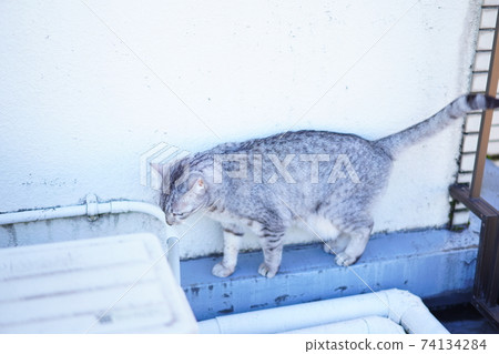 Walking Egyptian Mau 74134284