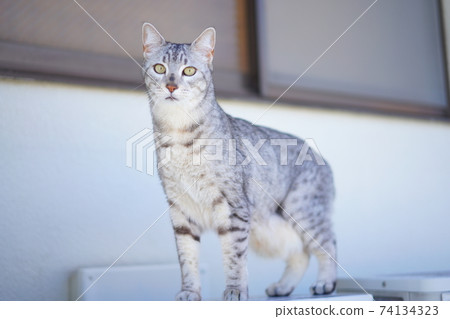Walking Egyptian Mau Walking Egyptian Mau 74134323
