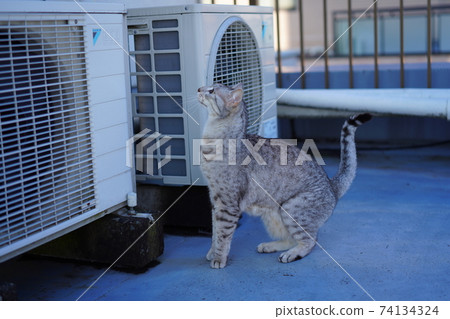 Walking Egyptian Mau Walking Egyptian Mau 74134324