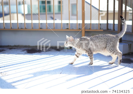 Walking Egyptian Mau Walking Egyptian Mau 74134325