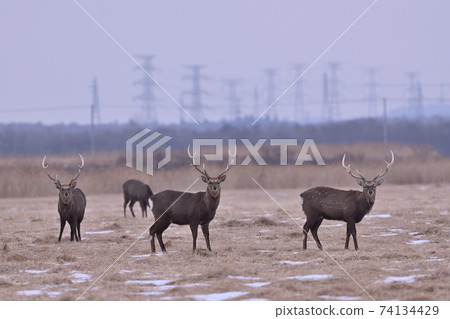 Yezo deer herd ⑤ (Hokkaido) 74134429