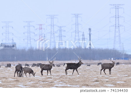 Yezo deer herd ④ (Hokkaido) 74134430