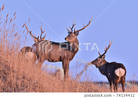 Yezo deer (Hokkaido) 74134432