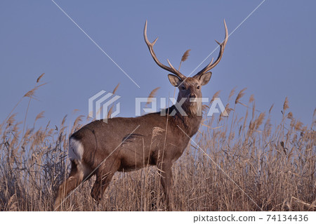 Yezo deer (Hokkaido) 74134436