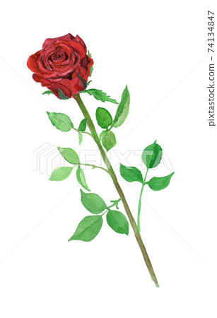 Roza × hybrids watercolor illustration of red roses Roza × hybrids watercolor illustration of red roses 74134847