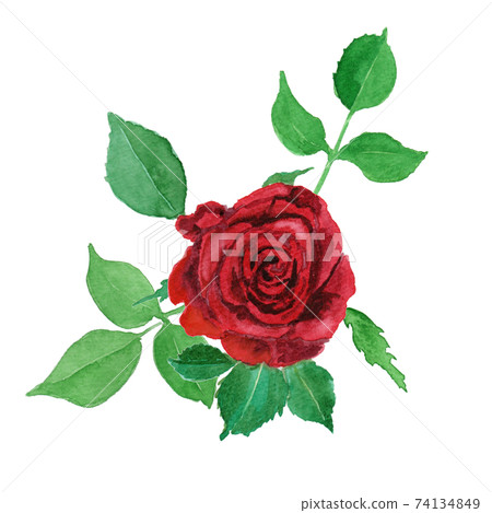 Roza × hybrids watercolor illustration of red roses 74134849