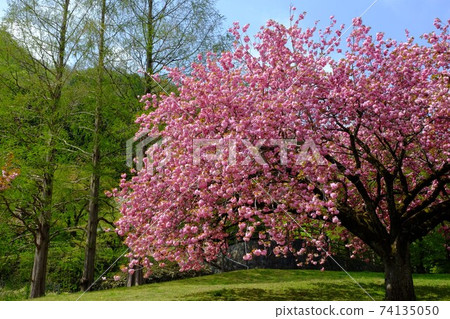 Metasequoia and Yae Sakura [Tsukui, Sagamihara City, April] 74135050