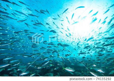 馬鯖魚部落 74135292