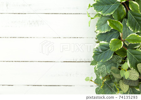 木紋和綠色 74135293