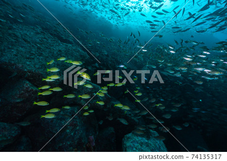 一群藍色條紋鯛魚，Nembutsudai和竹莢魚 74135317