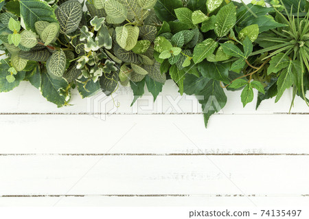 Wood grain and green Wood grain and green 74135497