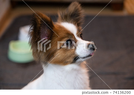 Papillon fluffy shiba inu cut Papillon fluffy shiba inu cut 74136200