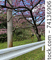 Cherry blossoms of Yaodake 74136906