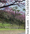 Cherry blossoms of Yaodake 74136909