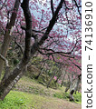 Cherry blossoms of Yaodake 74136910