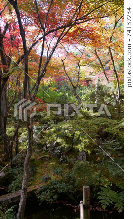 京都的秋天:深山里的紅色,黃色和綠色樹木 京都的秋天:深山里的紅色,黃色和綠色樹木 74137234