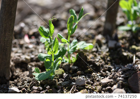 Early spring pea seedlings Early spring pea seedlings 74137250