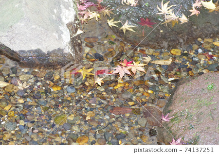 流動的Momiji 流動的Momiji 74137251