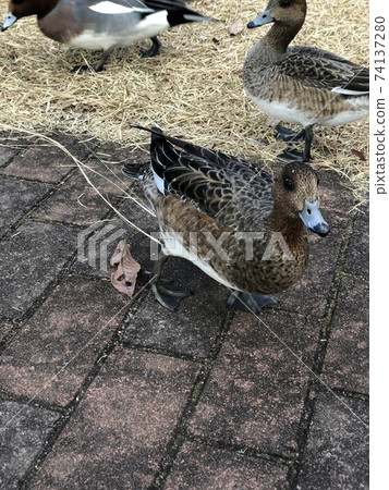 A duck that seems to be approaching A duck that seems to be approaching 74137280