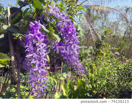 Sandpaper vine, Queens Wreath, Purple Wreath flower blooming in my garden photo. Sandpaper vine, Queens Wreath, Purple Wreath flower blooming in my garden photo. 74138113