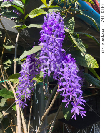 Sandpaper vine, Queens Wreath, Purple Wreath flower blooming in my garden photo. Sandpaper vine, Queens Wreath, Purple Wreath flower blooming in my garden photo. 74138116