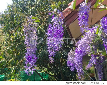 Sandpaper vine, Queens Wreath, Purple Wreath flower blooming in my garden photo. Sandpaper vine, Queens Wreath, Purple Wreath flower blooming in my garden photo. 74138117