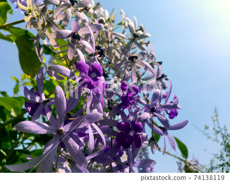 Sandpaper vine, Queens Wreath, Purple Wreath flower blooming in my garden photo. 74138119