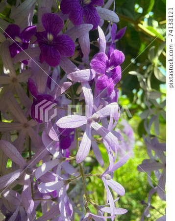 Sandpaper vine, Queens Wreath, Purple Wreath flower blooming in my garden photo. Sandpaper vine, Queens Wreath, Purple Wreath flower blooming in my garden photo. 74138121