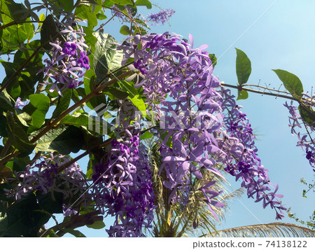 Sandpaper vine, Queens Wreath, Purple Wreath flower blooming in my garden photo. Sandpaper vine, Queens Wreath, Purple Wreath flower blooming in my garden photo. 74138122