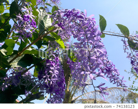 Sandpaper vine, Queens Wreath, Purple Wreath flower blooming in my garden photo. 74138123