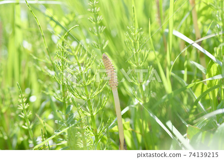 Tsukuri Shinkbo 74139215