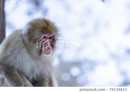 一隻野生猴子依a在一個下雪的國家 一隻野生猴子依a在一個下雪的國家 74139813