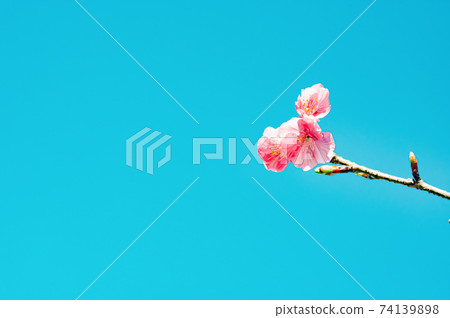 藍天和櫻花 藍天和櫻花 74139898